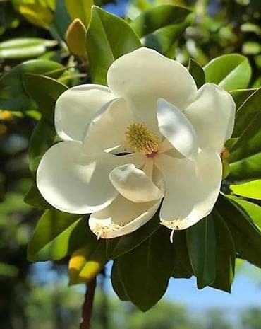 yaşil: Bitki: Magnolia grandiflora (həmişəyaşıl maqnoliya) – qapalı qabda - — 1