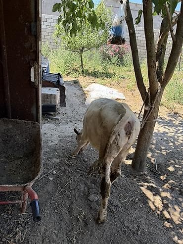 Heyvanlar: Dana, buzov, Dişi, ay: 3, Ətlik, Ünvandan götürmə — 4