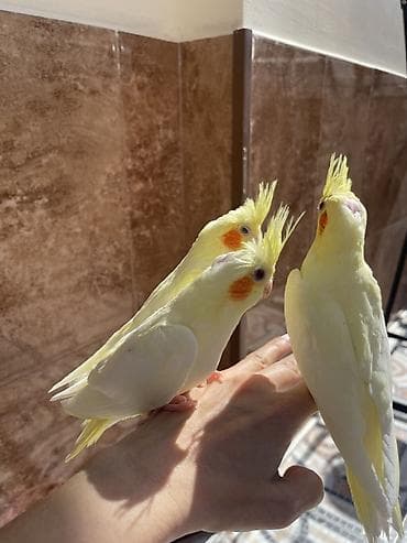 susar qusu: 3 Sarı rəngli nimfa (cockatiel) papağanları – lutino 1.5 aylıq — 2