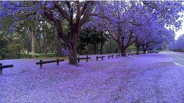 uzum tingləri: Paulownia (adem agaci) hal hazirda var 2 illik ağaclardı uzunlugu 3 — 3