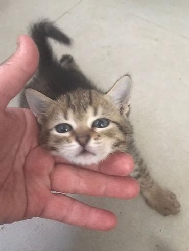 sirin pisik sekilleri: Tabbi, Yaxşı əllərə — 6