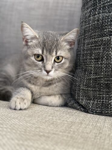 Britan yastı qulaq, Dişi, Yaxşı əllərə, Ünvandan götürmə