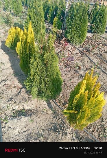 bitki satışı: Limonni yolka – dekorativ iynəyarpaq kol və ağaclar - Növlər: qızılı — 7