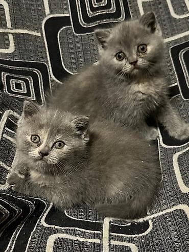 K/t heyvanları və malları: Britan — 3