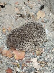 Gəmiricilər: Heyvan: Kirpi (Avropa kirpisi) Xüsusiyyətlər: - Təbii zərərvericilərə — 3