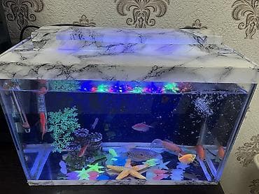 akvarium bitkileri: Dördbucaq akvarium, Balıqlarla birlikdə, 18 l, Ünvandan götürmə, Ödənişli çatdırılma — 3