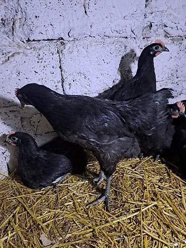 tap.az danalar: Avstralorp xoruzları satılır. 60 günlük, aktiv və sağlam quşlardır — 4