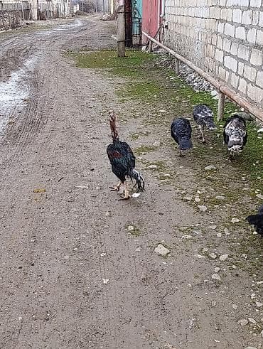 Xoruz, il: 2, Ödənişli çatdırılma