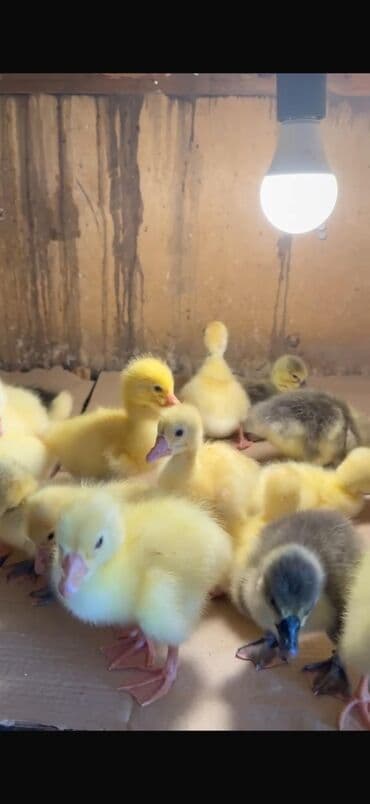 həyət qazı: Qaz balaları – broyler tipli ördəklərə alternativ olaraq sürətli — 2