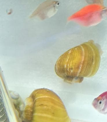 akvaryum aksesuarlari: İri ölçüdə akvariumu temizleyen ilbizlerimiz artiq yem qaliqlari ve — 4