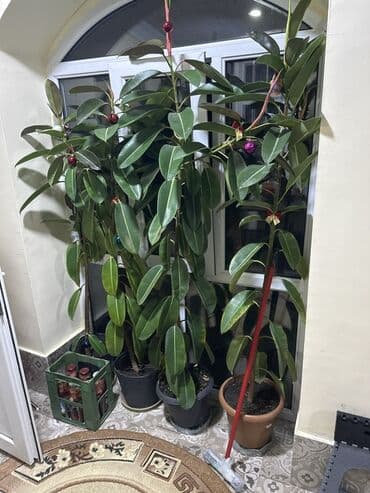 фикус дельтовидный: Fikus təbii elastika (rezin ağacı) – ev/ofis üçün iri ölçülü — 3