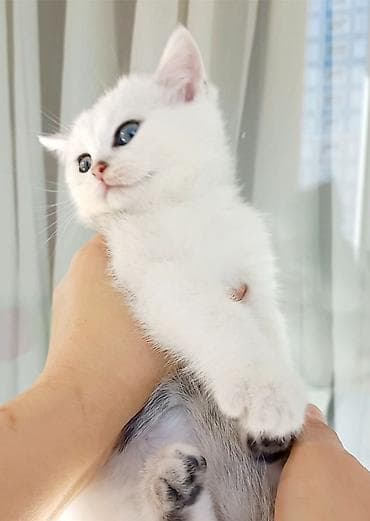 qaz bala: Britan, Dişi, Yaxşı əllərə, Ünvandan götürmə — 2