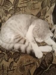 pişiklər bala: Pişiklər — 4