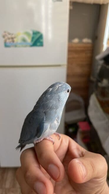 клетка для попугаев: Məhsul: Ev quşu – mavi tonlarda kiçik papuqay (parrotlet/lovebird — 2
