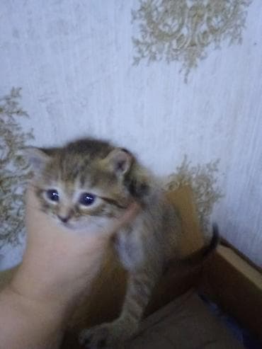 siyam pişik: Erkək, Dişi — 9