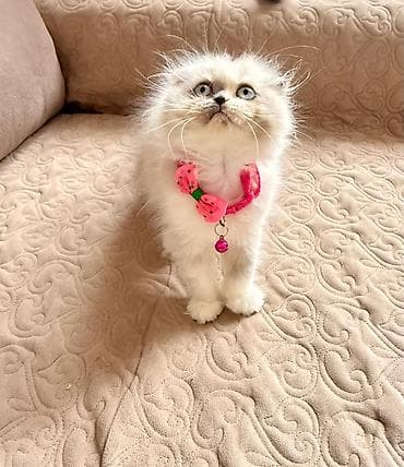 pitbull balası: Fars — 7