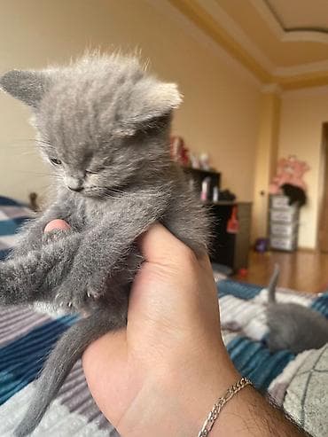 K/t heyvanları və malları: Boz tüklü balaca pişik balaları - Cins: boz, qısa tüklü (monoxrom — 5