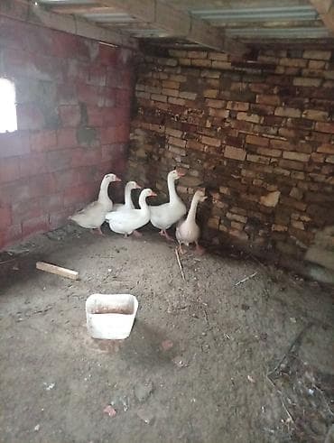 Digər heyvanlar: Salam qazdar satılır 2erkek3disidi super heyvanlardi — 5