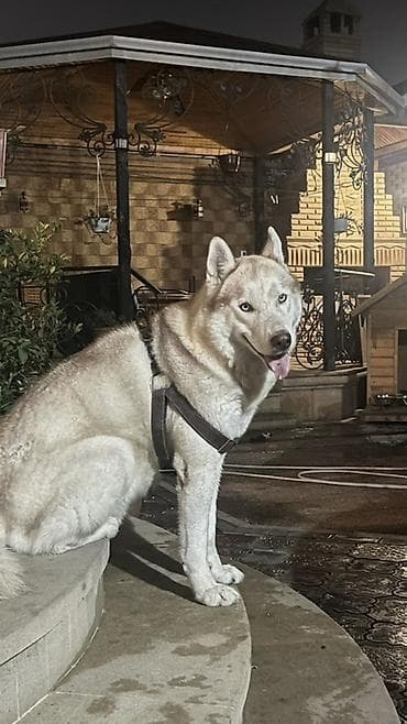 Xaski, 5 il, Erkek, Peyvəndli