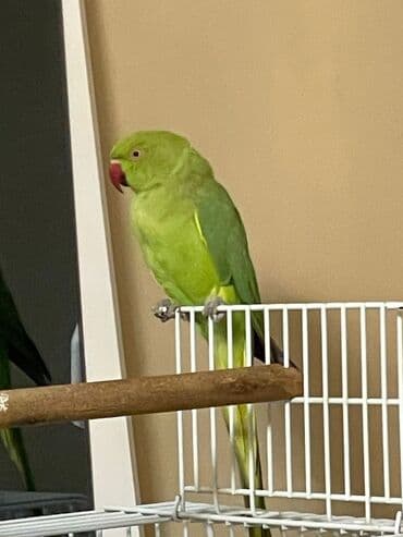 приют для кошек в баку: Ojerelya Arjelya Ajarelya Ojeralya Tutuquşu Yaşıl Pakıstan Tutuquşu — 2