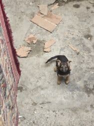 çoban iti qiyməti: Alman çoban iti, 3 ay, Dişi, Ünvandan götürmə — 1