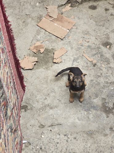 Alman çoban iti, 3 ay, Dişi, Ünvandan götürmə