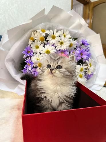 Dişi, Yaxşı əllərə