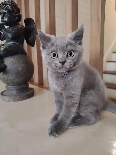 pișik: Böyük, yumşaq tük̈lü, börküm-börküm bölük bədəni və yuvarlaq — 5