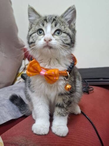 şotlant pişiyi: Erkək — 2