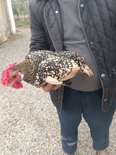 Toyuq, Damazlıq, Ünvandan götürmə — 2