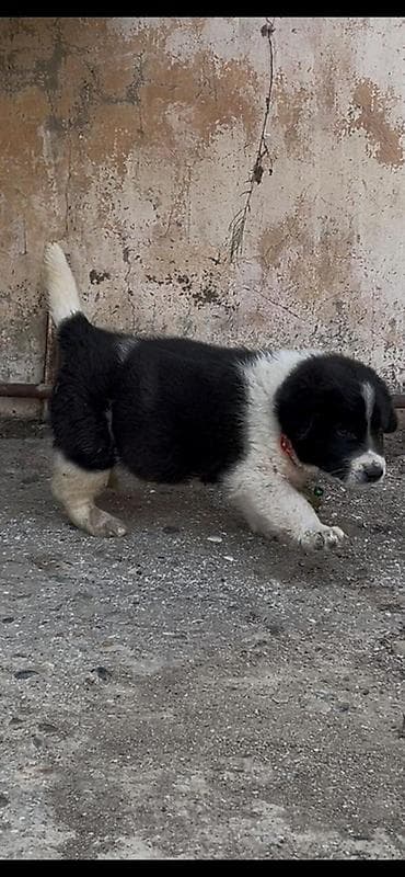it evi satilir: Alabay, Erkek, Peyvəndli — 4