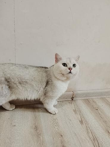 cutlesdirmek ucun pisik: Britan — 3