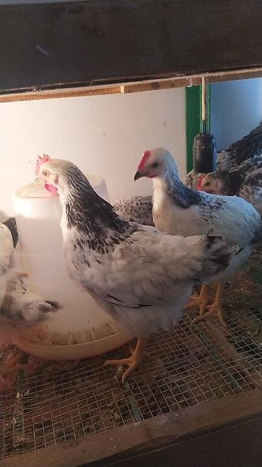 toyuq qaz: Serebrist colpalar, diri çeki 700 800 qram — 2