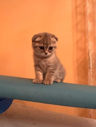 pişik cütleşdirme: Şotland yastı qulaq, Dişi — 1