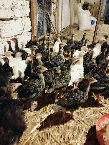 cucə yemi: 9 man -1 günluk,15 manata - 1 ayliq, 40man-3 ay yarim . Hinduskalar — 8