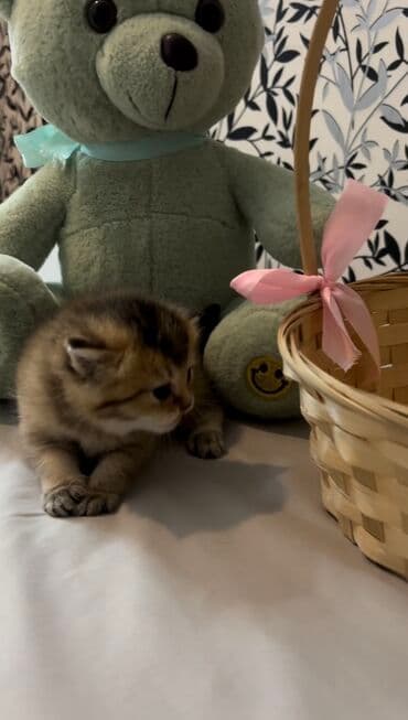 ən ucuz pişiklər: Şinşilla, Dişi, Erkək, Ünvandan götürmə, Ödənişli çatdırılma — 1