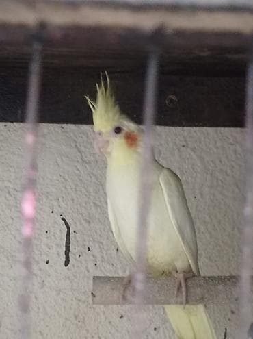bulbul qusu: Məhsul: Korella papuqay balaları (2 ədəd) Təsvir: - Növ: Korella — 2