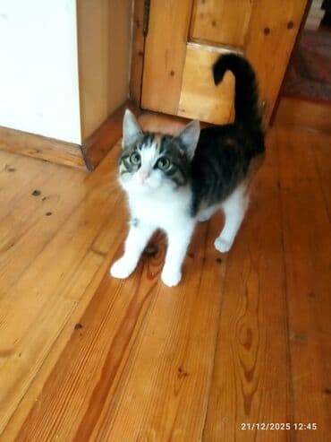 Tabbi, Dişi, Yaxşı əllərə