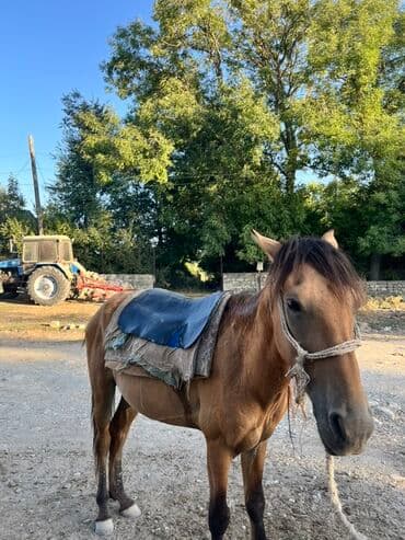 Erkək, il: 6 lalafo.az -da Erkək, il: 6