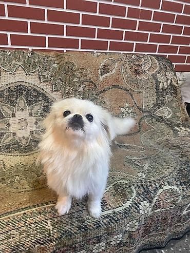 Pekines, 1 il, Dişi