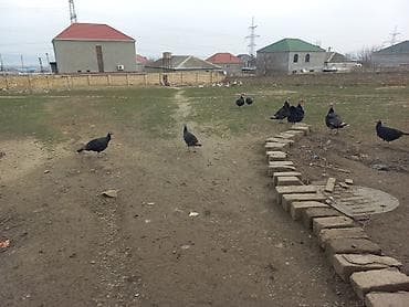 simmental inək cinsi: Məhsul: Hind toyuqları (hinduşka sürüsü) Təsvir: - Açıq ərazidə — 2