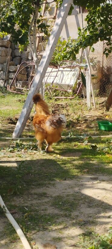 gence toyuq cuce: Toyuq, Damazlıq — 1