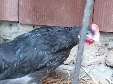 kend colpalari: Toyuq, Damazlıq, Ünvandan götürmə — 3