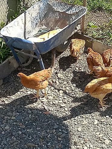 kənd toyuq: Toyuq, Yumurtalıq — 2