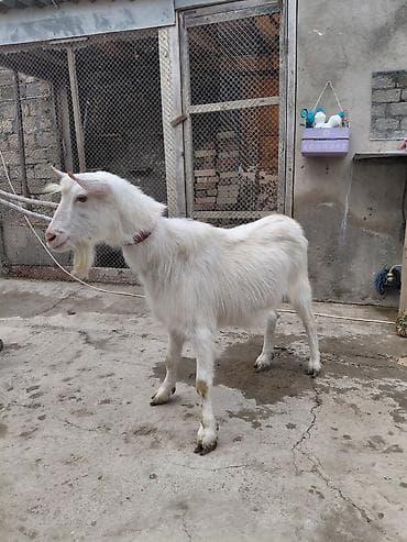 Ağ rəngli yerli keçi – buynuzlu, uzun tüklü, boyun altında saqqallı