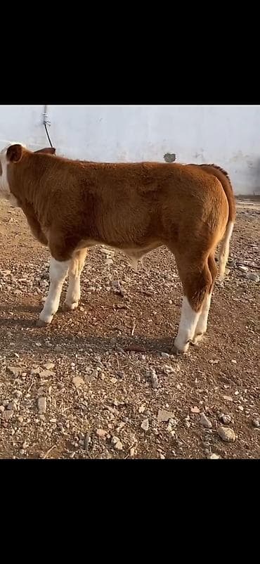 erkək inək: Məhsul: Qaramal – erkək dana - Cins tipajı: ətlik istiqamətli, iri — 4