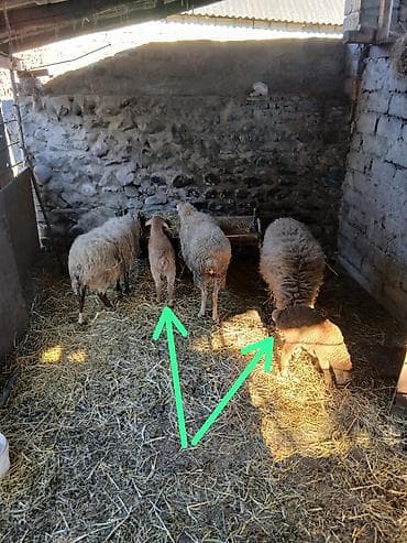 Qoyun və quzu heyvanları - Cins: yerli qarışıq (ət və yun