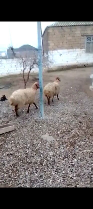 Gəmiricilər: Qiymət cütünə ayıdır real alıcıya endirim olacaq boğaz heyvan di — 7