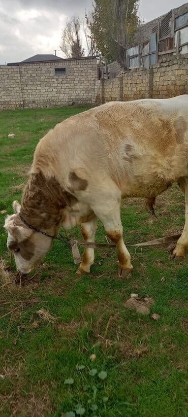 cins buzovların satışı: Satlıq erkək dana/buzaq - Növ: iri buynuzlu heyvan, erkək - Rəng — 2