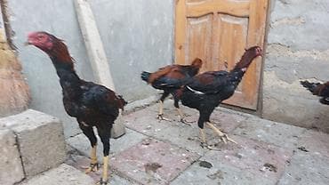 cuce satışı: Toyuq cücələri, Damazlıq — 5
